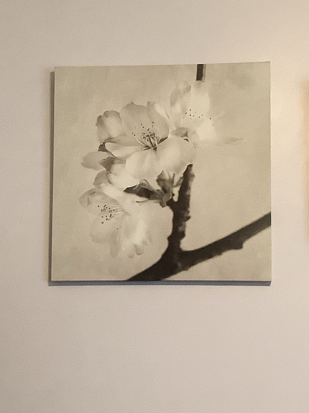 IKEA Neutral Floral Canvas Art - White and Gray